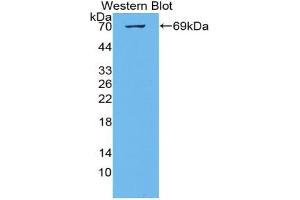 Western blot analysis of the recombinant protein. (KIAA1524 抗体  (AA 230-560))