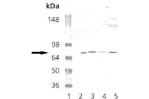 Western Blot Analysis for AP22885PU-N Lane 1: MWM Lane 2: Mouse Brain Tissue Extract Lane 3: Rat Brain Tissue Extract Lane 4: EKS4 Cell Lysate Lane 5: H S67 Cell Lysate probed with PKG polyclonal antibody. (PRKG1 抗体)