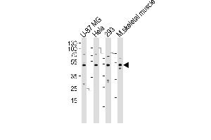Western blot analysis of lysates from U-87 MG, Hela, 293 cell line and mouse skeletal muscle tissue lysate(from left to right), using SARS2 Antibody (N-term) (ABIN392300 and ABIN2841954). (SARS2 抗体  (N-Term))