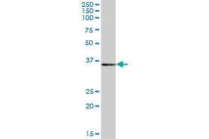 Western Blotting (WB) image for anti-Polymerase (RNA) III (DNA Directed) Polypeptide F, 39 KDa (POLR3F) (AA 1-316) antibody (ABIN524049)