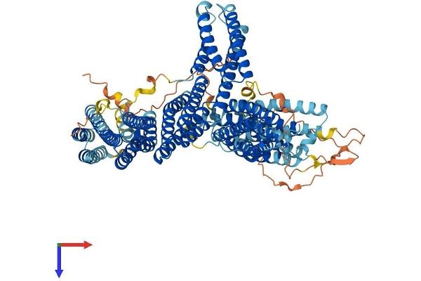 CTNNA2 Protein (AA 1-953) (His tag)