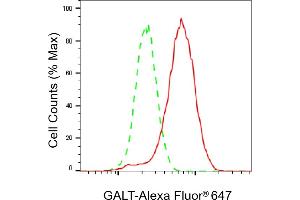 Flow cytometric analysis of GALT expression in HeLa cells using GALT antibody (ABIN7798682), 1:2,000). (Recombinant GALT 抗体)