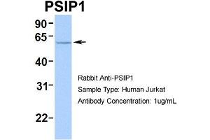 Human Jurkat (PSIP1 抗体  (Middle Region))