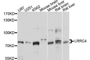 Western blot analysis of extract of various cells, using LRRC4 antibody. (LRRC4 抗体)