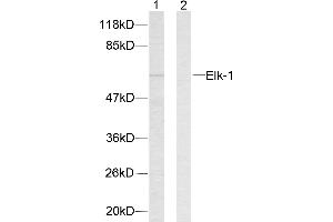 Western blot analysis of extracts from HeLa cells.