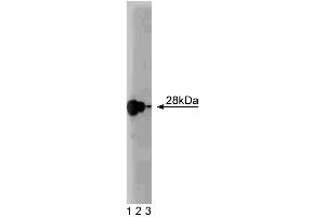 Western blot analysis of Ral A on a rat cerebrum lysate. (rala 抗体  (AA 35-206))