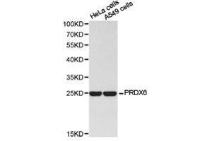 Western Blotting (WB) image for anti-Peroxiredoxin 6 (PRDX6) antibody (ABIN1874262)