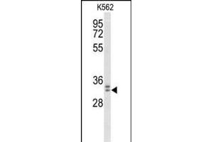 Western blot analysis of MORG1 Antibody (Center) (ABIN653527 and ABIN2842925) in K562 cell line lysates (35 μg/lane). (MORG1 抗体  (AA 126-154))