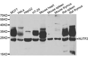 Western blot analysis of extracts of various cell lines, using NUTF2 antibody. (NUTF2 抗体)
