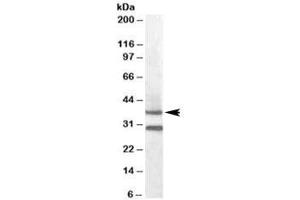 Western blot testing of mouse muscle lysate with MC5R antibody at 0. (MC5 Receptor 抗体)