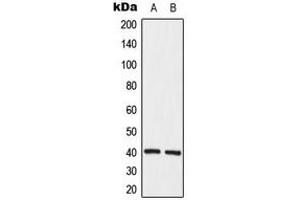 Western blot analysis of HuB expression in K562 (A), HeLa (B) whole cell lysates. (HuB (Center) 抗体)