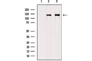 Western blot analysis of extracts from various samples, using Collagen Type VI antibody. (COL6A1 抗体  (Internal Region))