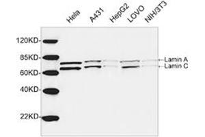 Western blot analysis of cell lysates using 1 µg/mL Rabbit Anti-Lamin A+C Polyclonal Antibody (ABIN398935) The signal was developed with IRDyeTM 800 Conjugated Goat Anti-Rabbit IgG. (Lamin A/C 抗体  (AA 400-450))