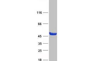 Western Blotting (WB) image for Coiled-Coil Domain Containing 89 (CCDC89) protein (Myc-DYKDDDDK Tag) (ABIN2712420)