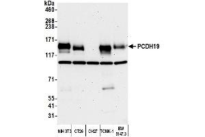 Western Blotting (WB) image for anti-Protocadherin 19 (PCDH19) (AA 1098-1148) antibody (ABIN7453272) (PCDH19 抗体  (AA 1098-1148))