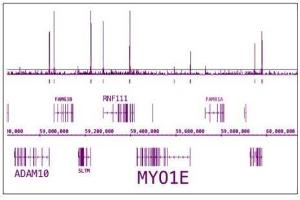 RNA pol II CTD phospho Ser5 antibody (pAb) tested by ChIP-Seq. (Rpb1 CTD 抗体  (pSer5, Ser5))