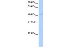 Western Blotting (WB) image for anti-DPH1 Homolog (DPH1) antibody (ABIN2463486) (DPH1 抗体)
