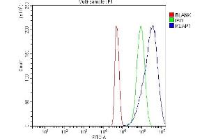 Flow Cytometry analysis of U251 cells using anti-KEAP1 antibody (ABIN7602552).