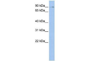 BMP2K antibody used at 1 ug/ml to detect target protein. (BMP2K 抗体  (Middle Region))
