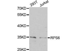 Western Blotting (WB) image for anti-Ribosomal Protein S6 (RPS6) antibody (ABIN1877085) (RPS6 抗体)