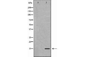 Western blot analysis of extracts of HeLa  using H3K9me1 antibody. (Histone 3 抗体  (H3K9me))