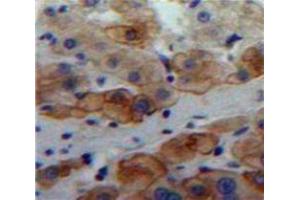 IHC-P analysis of Liver tissue, with DAB staining. (LAMa4 抗体  (AA 832-1039))
