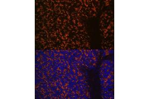 Immunofluorescence analysis of mouse brain using Synaptophysin Rabbit mAb (ABIN7270669) at dilution of 1:100 (40x lens).