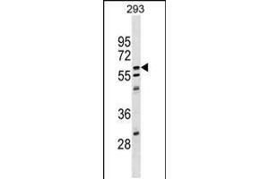 Western blot analysis in 293 cell line lysates (35ug/lane). (Copine V 抗体  (C-Term))