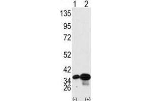 Western Blotting (WB) image for anti-Prohibitin 2 (PHB2) antibody (ABIN3003101) (Prohibitin 2 抗体)