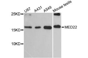 Western blot analysis of extracts of various cell lines, using MED22 antibody (ABIN6291602) at 1:3000 dilution. (MED22 抗体)