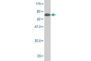 Western Blot detection against Immunogen (78. (Sestrin 2 抗体  (AA 1-480))