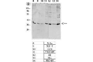 Western Blot (WB) analysis of specific cells using Antibody diluted at 1:1000. (CREB1 抗体  (pSer133))