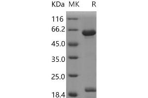 Western Blotting (WB) image for Natural Cytotoxicity Triggering Receptor 3 Ligand 1 (NCR3LG1) (Active) protein (Fc Tag,ECD) (ABIN7197100)