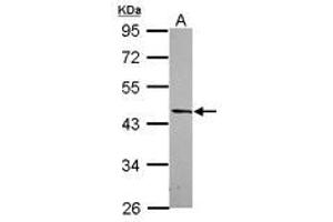 DRG2 抗体  (AA 55-273)