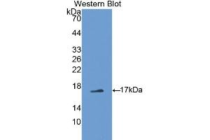 Detection of Recombinant PTN, Mouse using Polyclonal Antibody to Pleiotrophin (PTN) (Pleiotrophin 抗体  (AA 33-168))