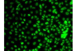 Immunofluorescence analysis of A549 cells using KLF9 antibody (ABIN5974329). (KLF9 抗体)