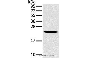 Western blot analysis of Mouse liver tissue, using MED22 Polyclonal Antibody at dilution of 1:800 (MED22 抗体)