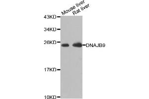 Western blot analysis of extracts of various cell lines, using DNAJB9 antibody (ABIN5975572) at 1/1000 dilution. (DNAJB9 抗体)