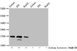 Western Blot Detected samples: Jurkat whole cell lysate, 293 whole cell lysate, HepG2 whole cell lysate, Untreated (-) or treated (+) with 30 mM sodium butyrate for 4h All lanes: HIST1H3A antibody at 1:500 Secondary Goat polyclonal to rabbit IgG at 1/40000 dilution Predicted band size: 16 kDa Observed band size: 16 kDa (HIST1H3A 抗体  (acLys36))