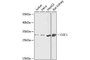 Western blot analysis of extracts of various cell lines using CLIC1 Polyclonal Antibody at dilution of 1:1000. (CLIC1 抗体)