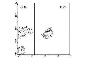 Image no. 1 for anti-CD3 (CD3) antibody (Biotin) (ABIN135506) (CD3 抗体  (Biotin))