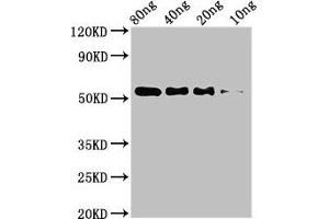 Western Blot Positive WB detected in Recombinant protein All lanes: STARD9 antibody at 3. (STARD9 抗体  (AA 1960-2180))