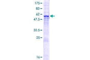 COPS6 Protein (AA 1-327) (GST tag)