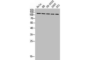 Western blot analysis of HELA KB SH-SY5Y 293T 3T3 lysis using Phospho-Eg5 (T926) antibody. (KIF11 抗体  (pThr926))