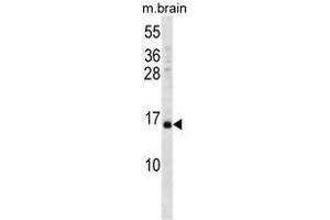 VAMP3 Antibody (Center) western blot analysis in mouse brain tissue lysates (35 µg/lane). (VAMP3 抗体  (Middle Region))