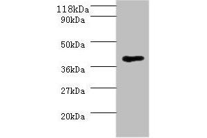 Western blot All lanes: MHT1 antibody at 2 μg/mL + 293T whole cell lysate Secondary Goat polyclonal to rabbit IgG at 1/10000 dilution Predicted band size: 37 kDa Observed band size: 37 kDa (MHT1 抗体  (AA 1-324))