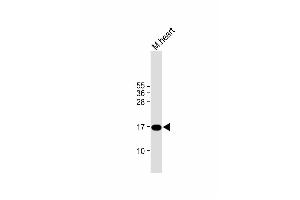 Anti-IER3 Antibody (N-term) at 1:1000 dilution + mouse heart lysate Lysates/proteins at 20 μg per lane. (IER3 抗体  (N-Term))