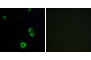 Peptide - +Immunofluorescence analysis of MCF-7 cells, using F2RL2 antibody. (F2RL2 抗体  (Internal Region))