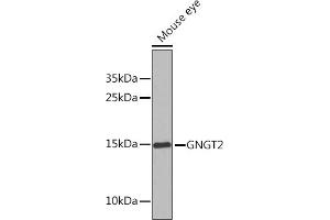 Western blot analysis of extracts of Mouse eye, using GNGT2 Rabbit pAb (ABIN6131710, ABIN6141243, ABIN6141245 and ABIN6225124) at 1:1000 dilution. (GNGT2 抗体  (AA 1-69))