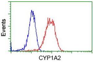 Flow Cytometry (FACS) image for anti-Cytochrome P450, Family 1, Subfamily A, Polypeptide 2 (CYP1A2) antibody (ABIN1497715) (CYP1A2 抗体)